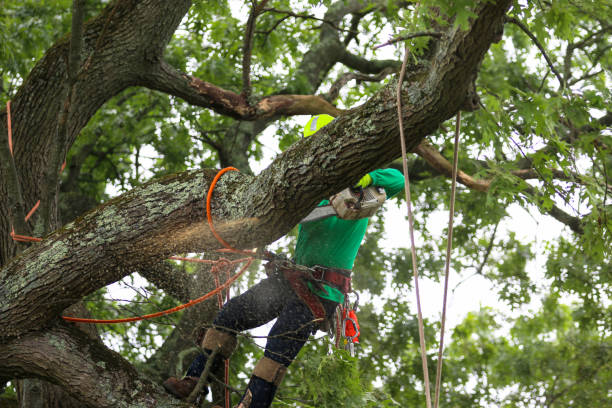 Mayflower, AR Tree Services Company